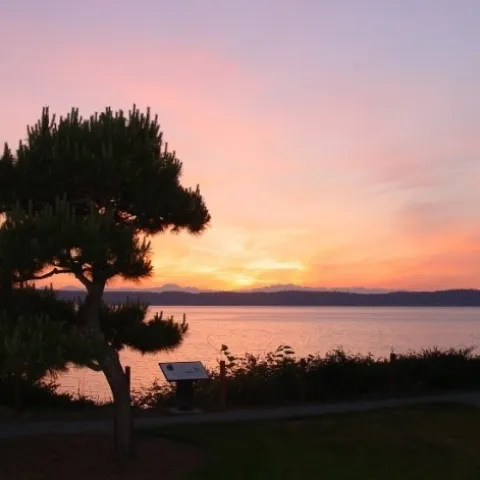 Sunset over Puget Sound, with tree silhouette